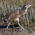 Australasian Bittern (matuku-hūrepo)