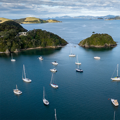 Predator Free Pēwhairangi Whānui (Bay of Islands)