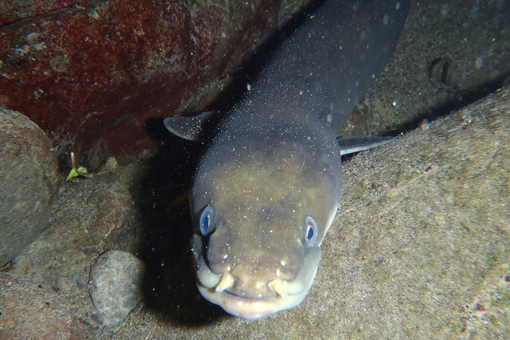 Close-up of eel head underwater.