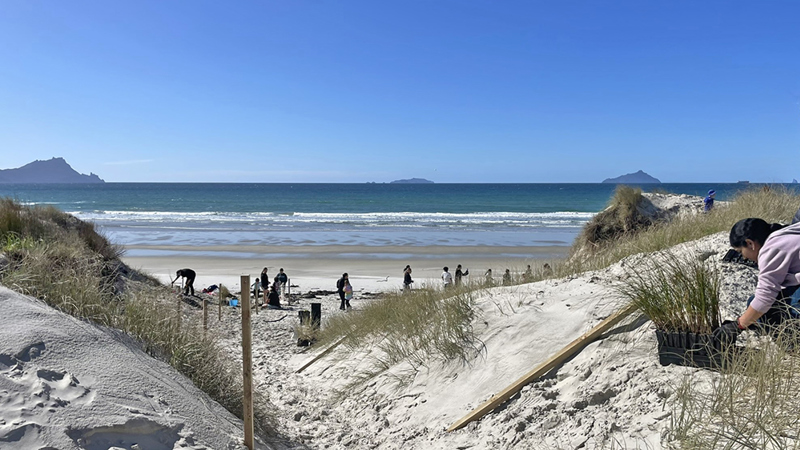 Dune Planting Volunteers Bream Bay