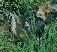 Australasian bittern (Photo: Mike Aviss).