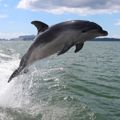 Our coastal threats