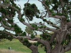 Photo of shoot regrowth from a Pohutukawa in Oneriri.
