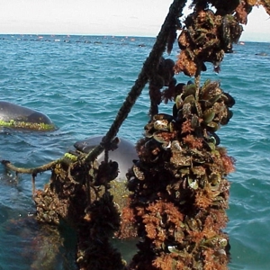 Aquaculture Mussells (400)