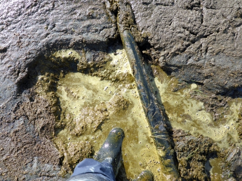 Foot wearing gumboot stands in pool of farm dairy effluent.