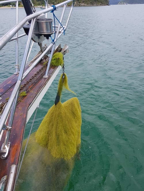Mystery seaweed caught on an anchor. (Image Stephen Western).