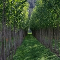 Planting poplars and willows for soil conservation