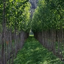 Poplar and willow sales resume