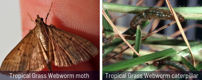 Tropical Grass Webworm moth and caterpillar.