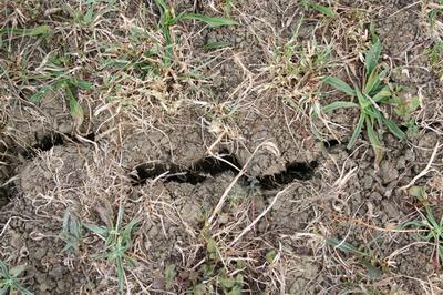 Dry cracked pasture.