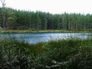 Lake edged by pine plantation.