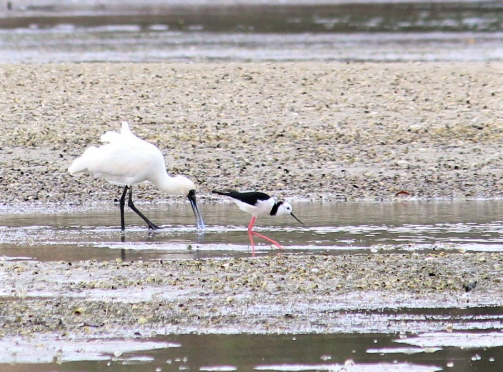 Pied stilt and spoonbill.