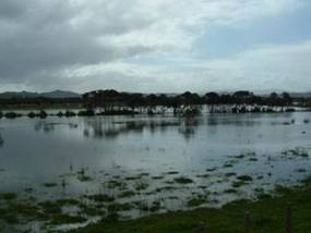 Land under water beside the Hokianga harbour.