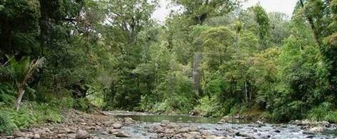 Waipoua River