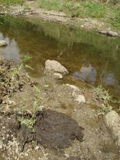 Stream water polluted by dairy effluent.
