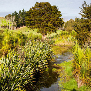 Planted Waterway Kaipara  S   400 