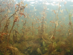 Native macrophyte beds (Photo: NIWA).