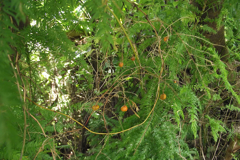 The strong, wiry stems of the climbing asparagus vine. (Photo: Weedbusters).