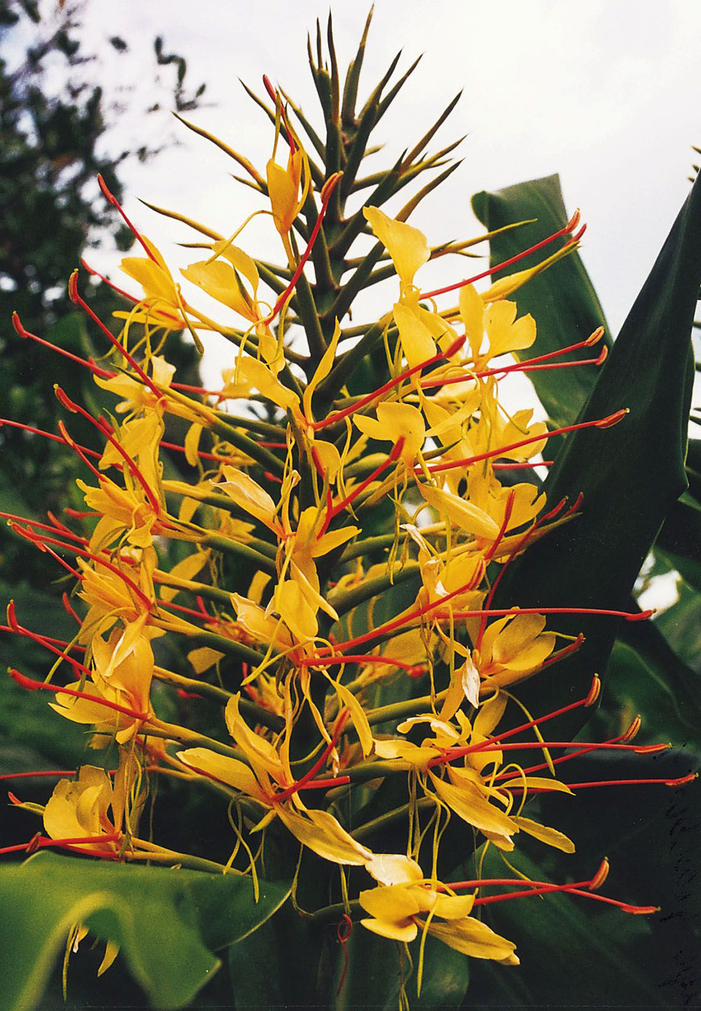 Yellow kahili ginger flower.