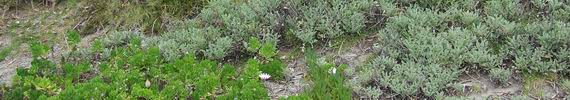 Weeds on dunes.