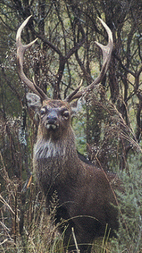 Description: Feral deer – a rare sight in Northland. 