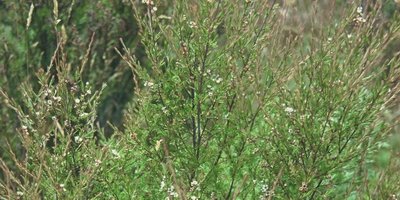 Sand kanuka (Rawiri | Kunzea ericoides var. linearis) (Photo credit - NZPCN, Peter de Lange).