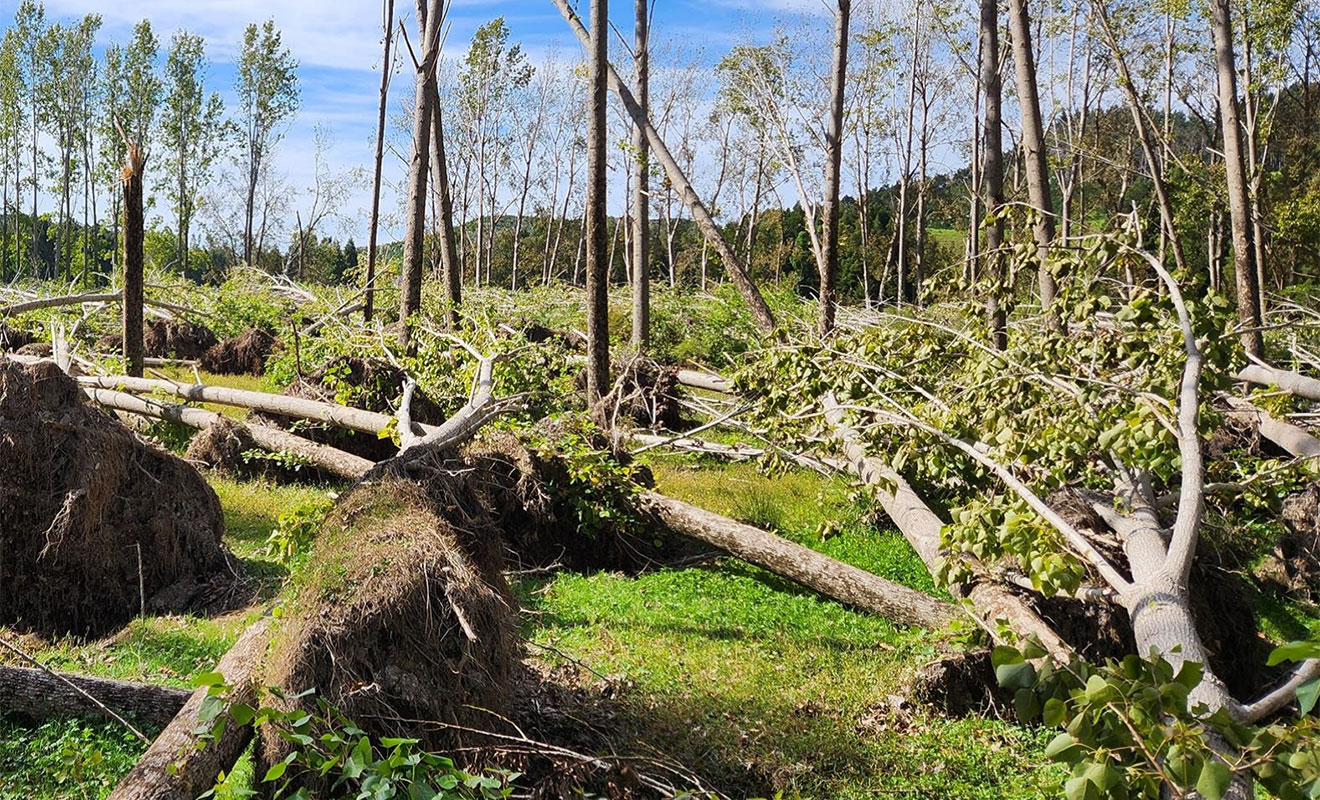 Fallen poplar trees.