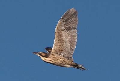 Australasian bittern (©Peter Langlands). 