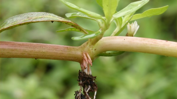 Alligator Weed Photo Credit Trevor James Weedbusters 4