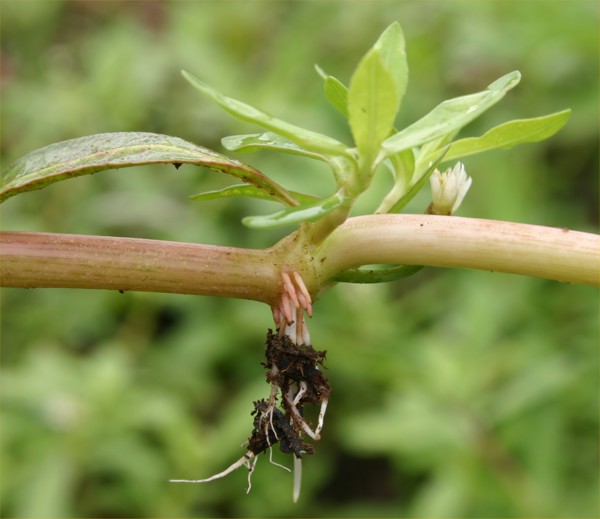 Alligator Weed Photo Credit Trevor James Weedbusters 4