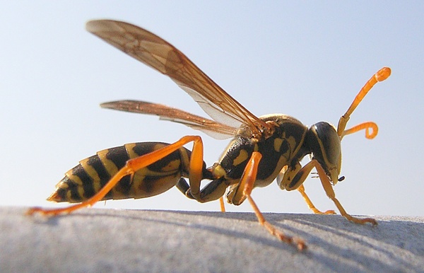 Paper Wasp 01 Photo Credit Opencage