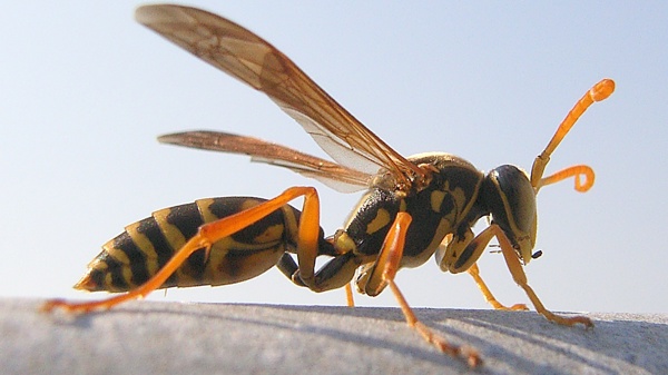 Paper Wasp 01 Photo Credit Opencage