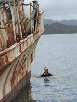 Marine biosecurity surveillance carried out by diver.