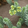 Sea spurge (Euphorbia paralias)