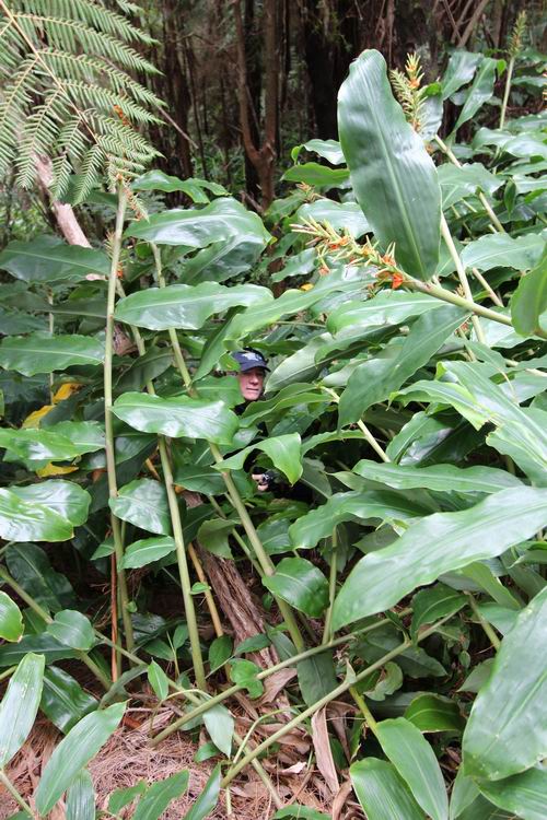 Don McKenzie surrounded by wild ginger.