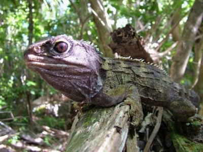 Tuatara. 