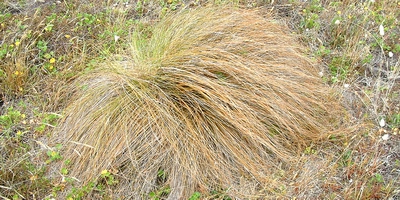 Speckled sedge (Carex testacea) (Photo credit - NZPCN, John Smith-Dodsworth).