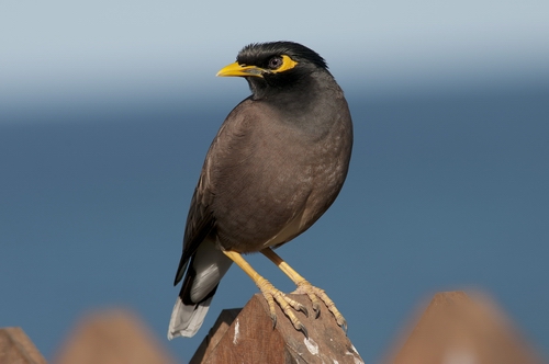 Myna bird. (Photo credit: Phillip Griffin).