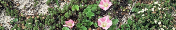 Shore bindweed and sand daphne.