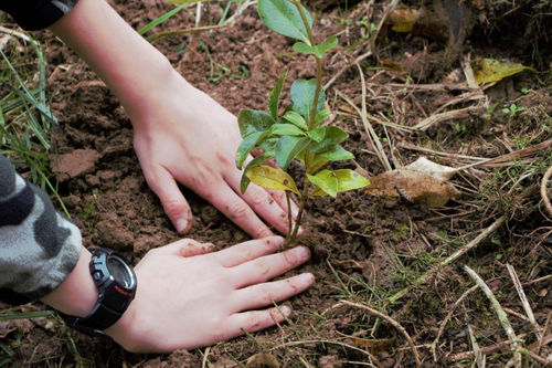 Hands planting a seedling.