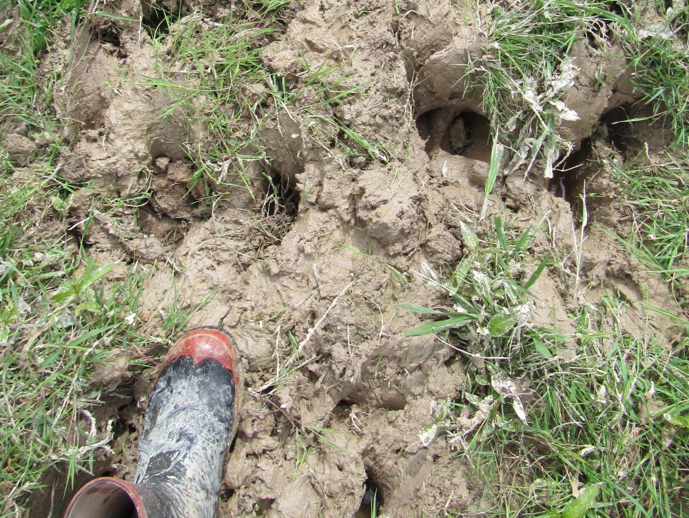 Keeping smaller, lighter livestock in wet winter conditions will help reduce pasture pugging.