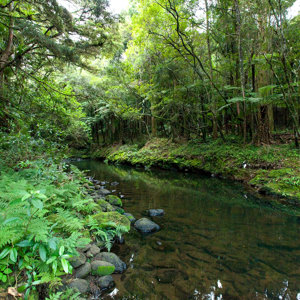 Puketotara Forest  2  Edit  S 1000 