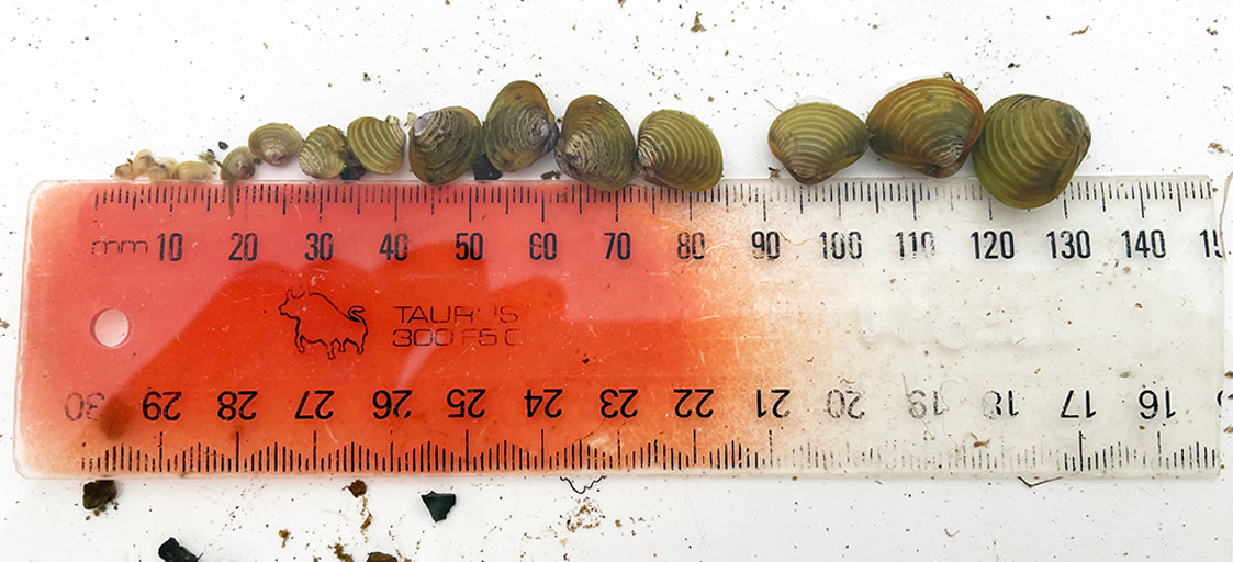 Various sized Corbicula on a ruler