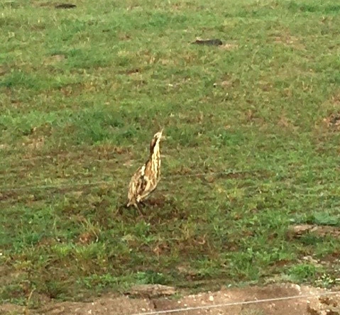 Bittern On Marks Farm (Cropped)