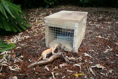 A mustelid trap mostly used for catching stoats.
