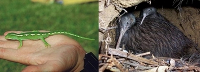 Northland green gecko (left) (© Richard Parish) and the North Island brown kiwi (right) (©P. Graham). 