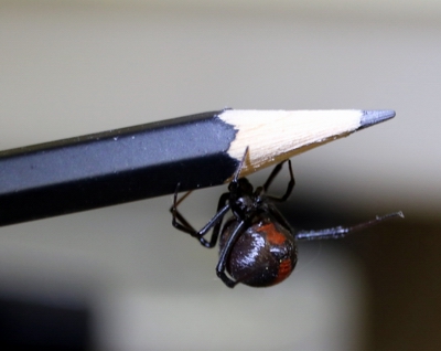 Redback spider on tip of pencil.