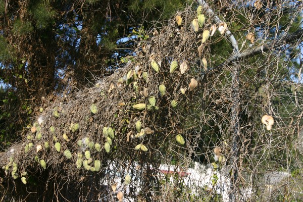 Moth Plant Photo Credit Trevor James And Weedbusters 2