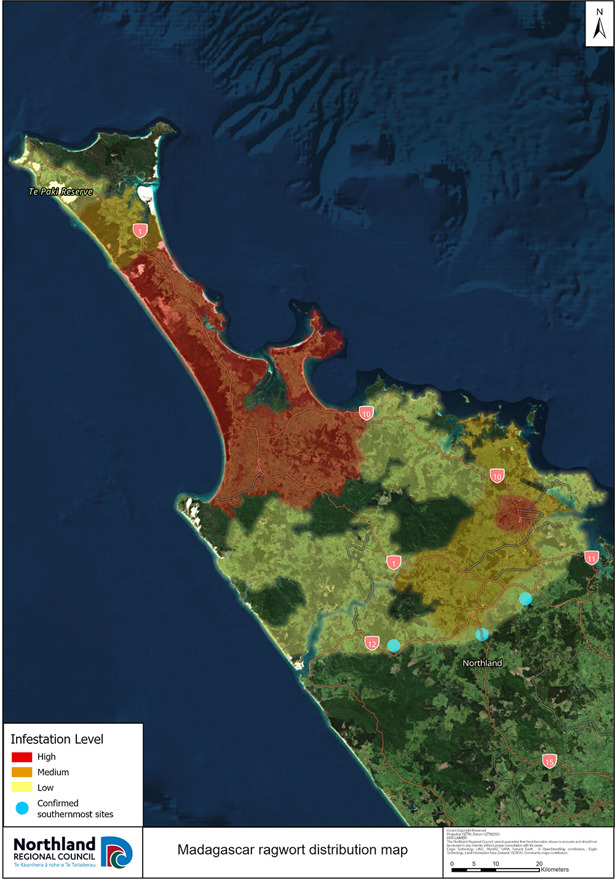 A map with coloured areas showing Madagascar ragwort distribution in Northland.