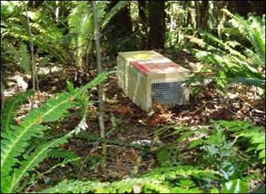 Mustelid trap.